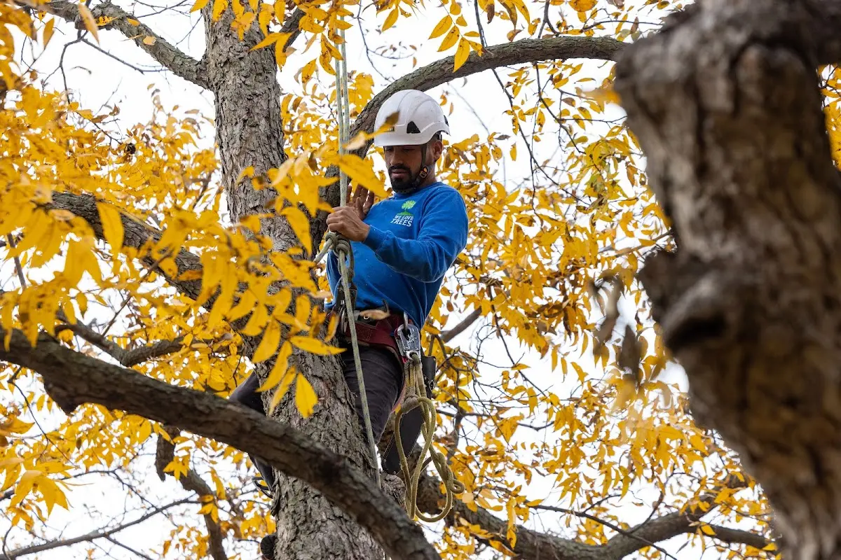 Skilled Tree Planing crew working in Walcott